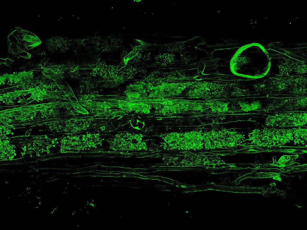 Colonisation racinaire de luzerne par un champignon mycorhizien